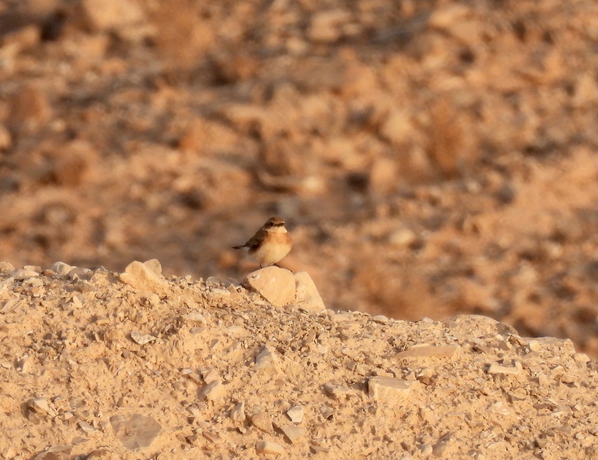 Eastern Black-eared Wheatear - ML324425151