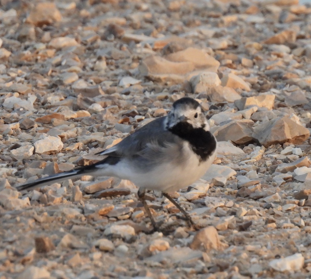 White Wagtail - ML324425211