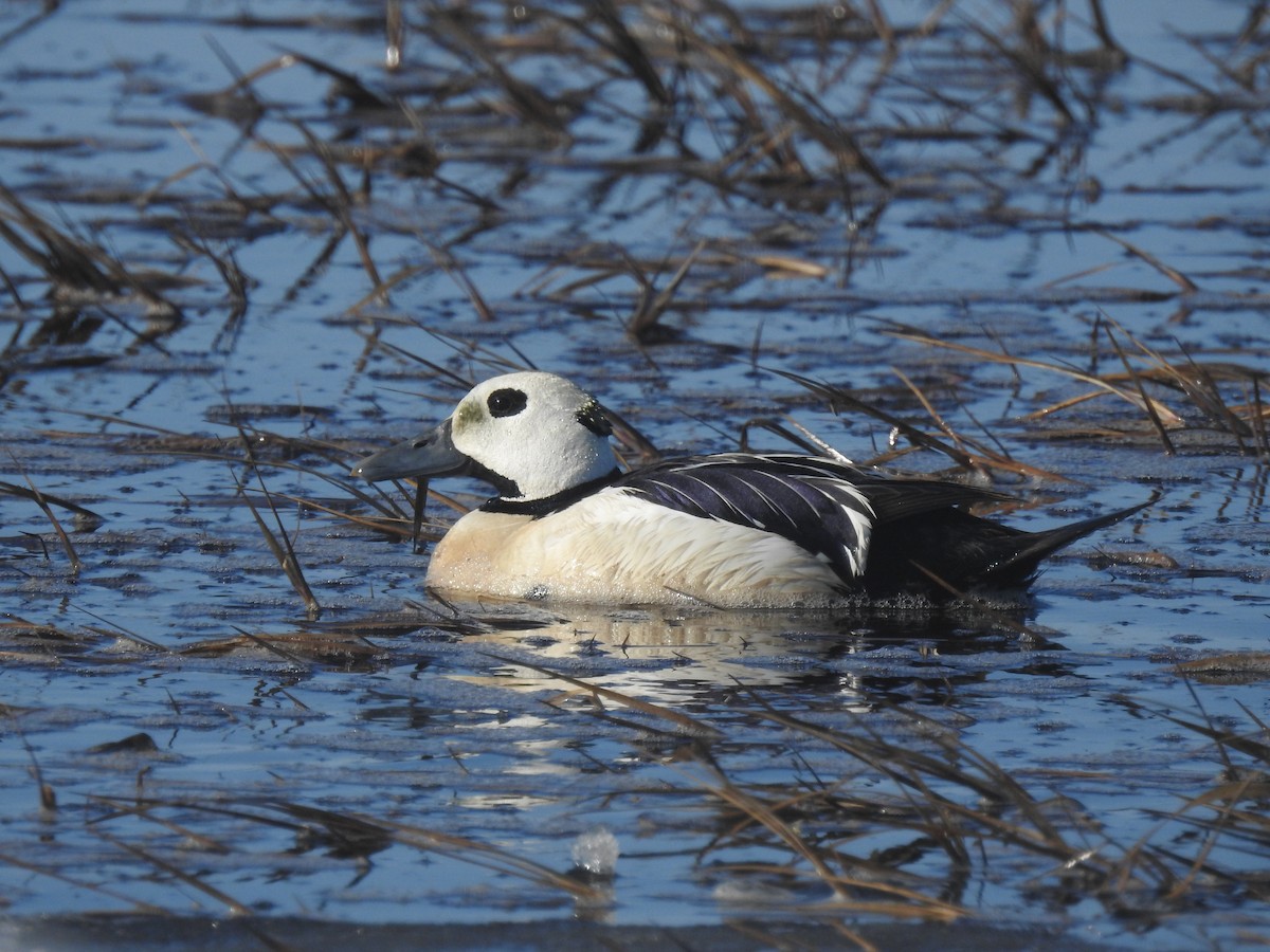 Steller's Eider - ML324425281