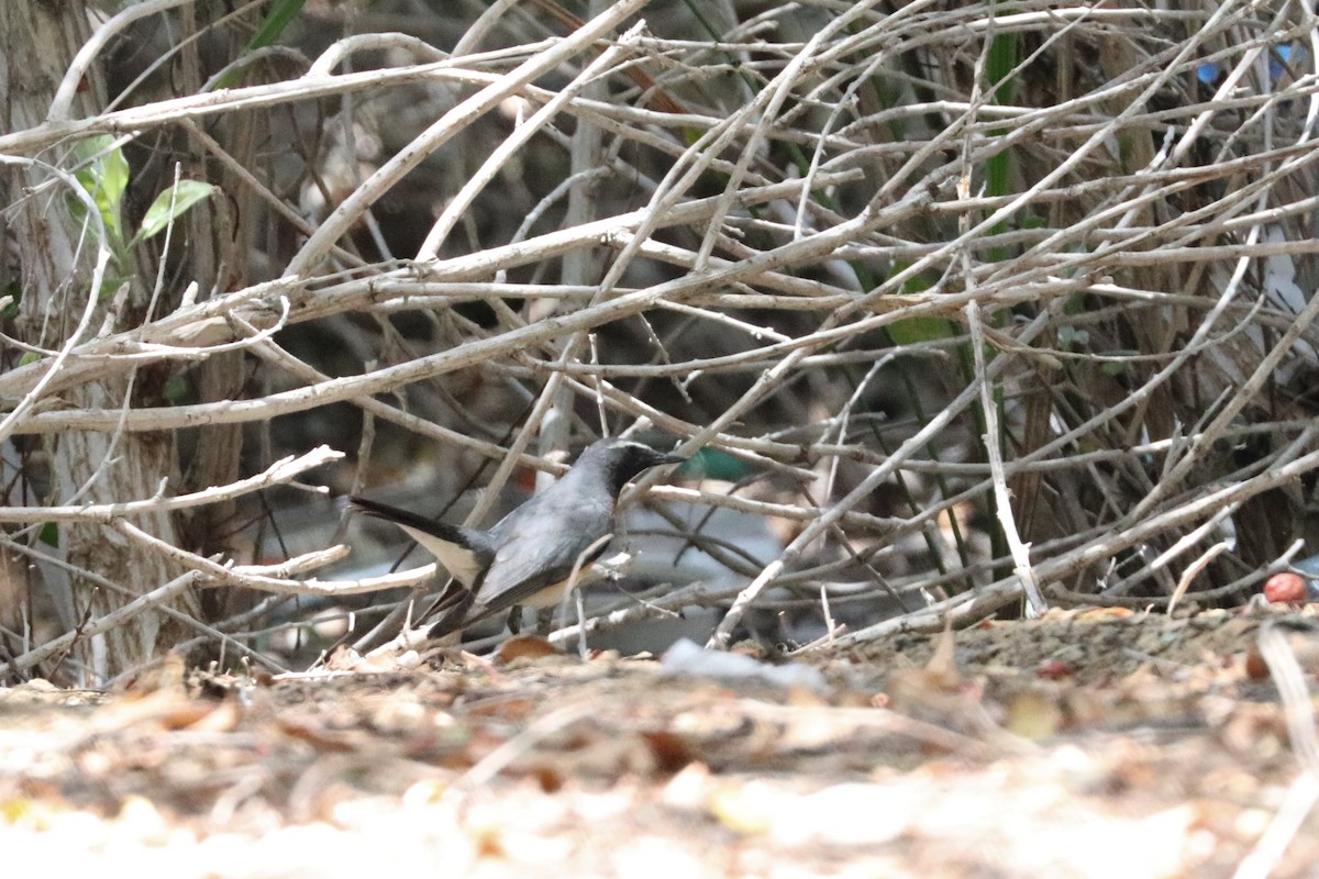 White-throated Robin - ML324425451