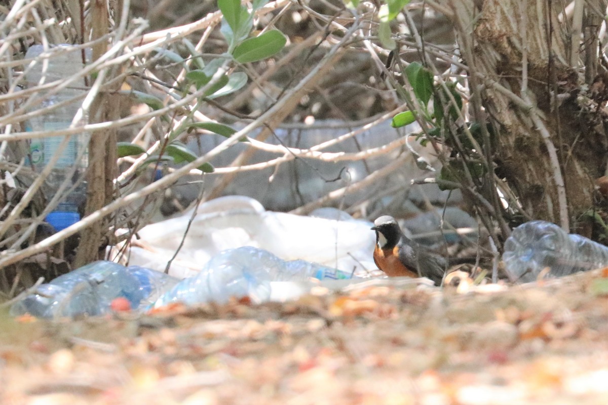 White-throated Robin - ML324425461