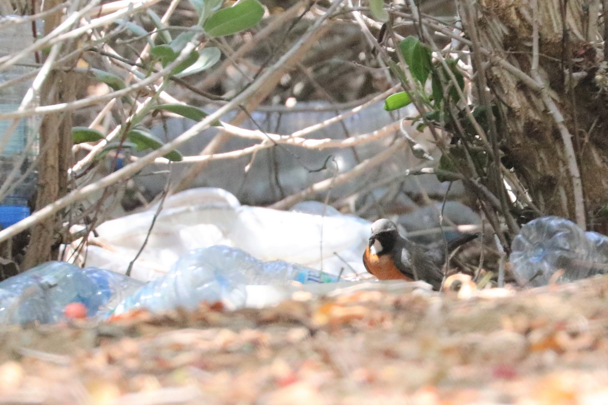 White-throated Robin - ML324425481