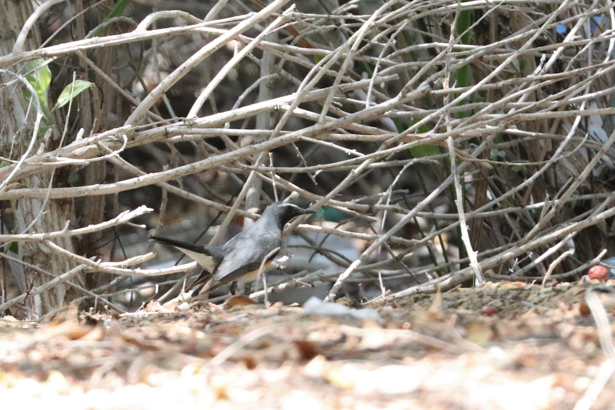 White-throated Robin - ML324425521