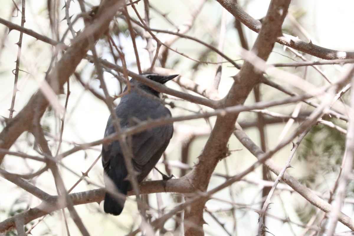 White-throated Robin - ML324425531