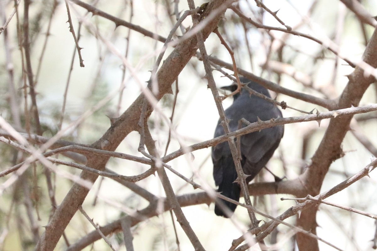 White-throated Robin - ML324425541