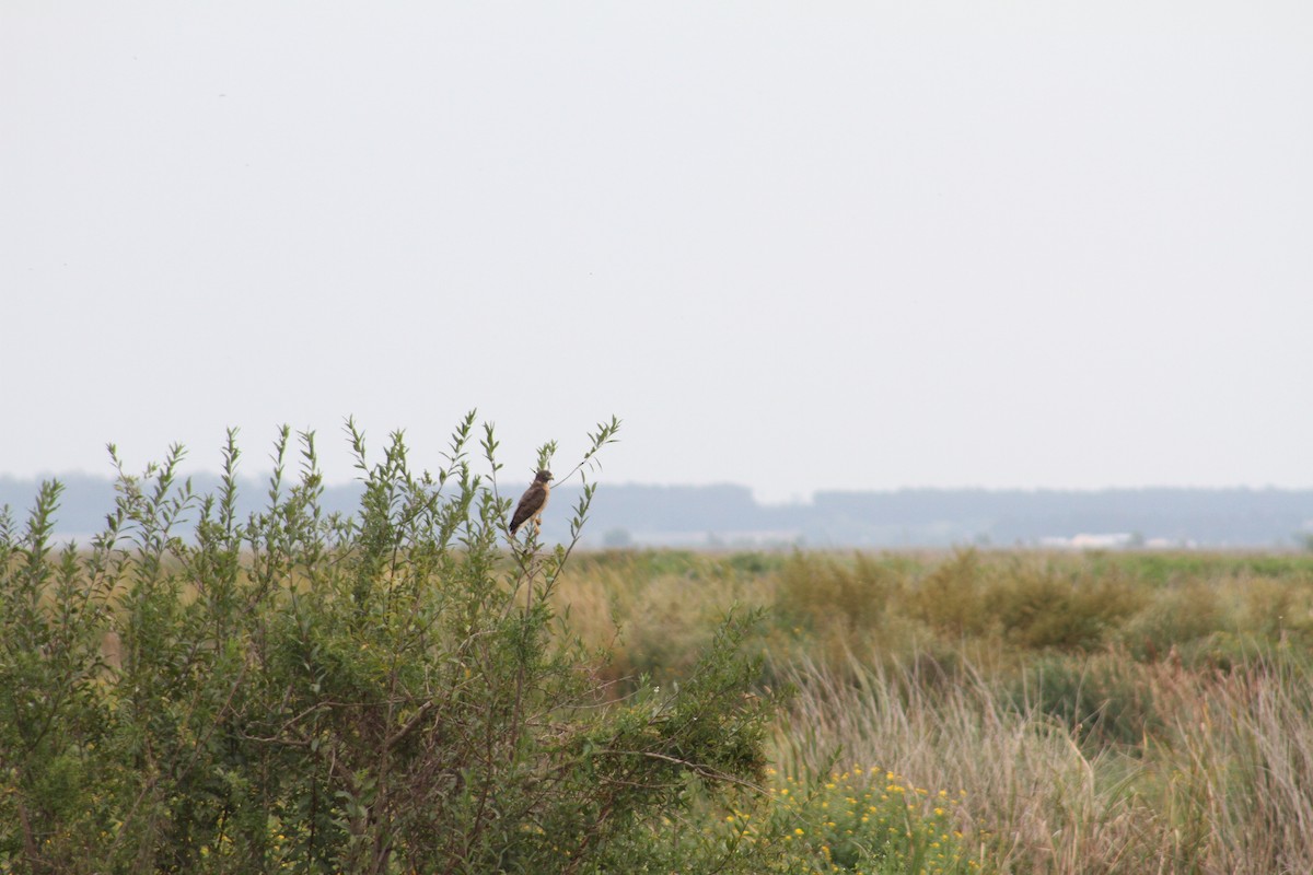 Roadside Hawk - ML324426241