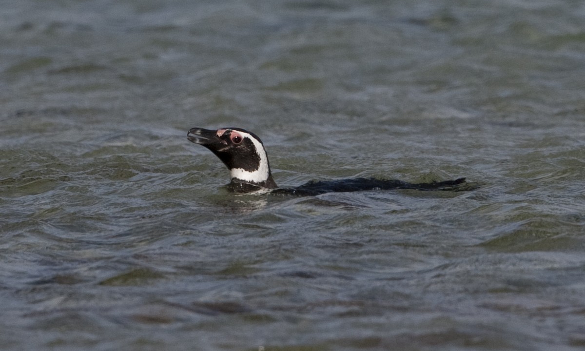 Magellanic Penguin - ML32442651