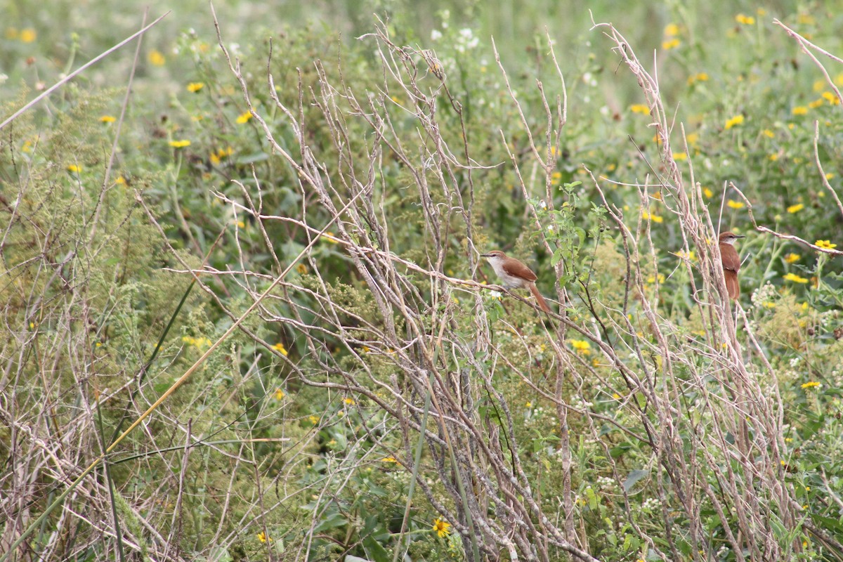 Yellow-chinned Spinetail - ML324426581