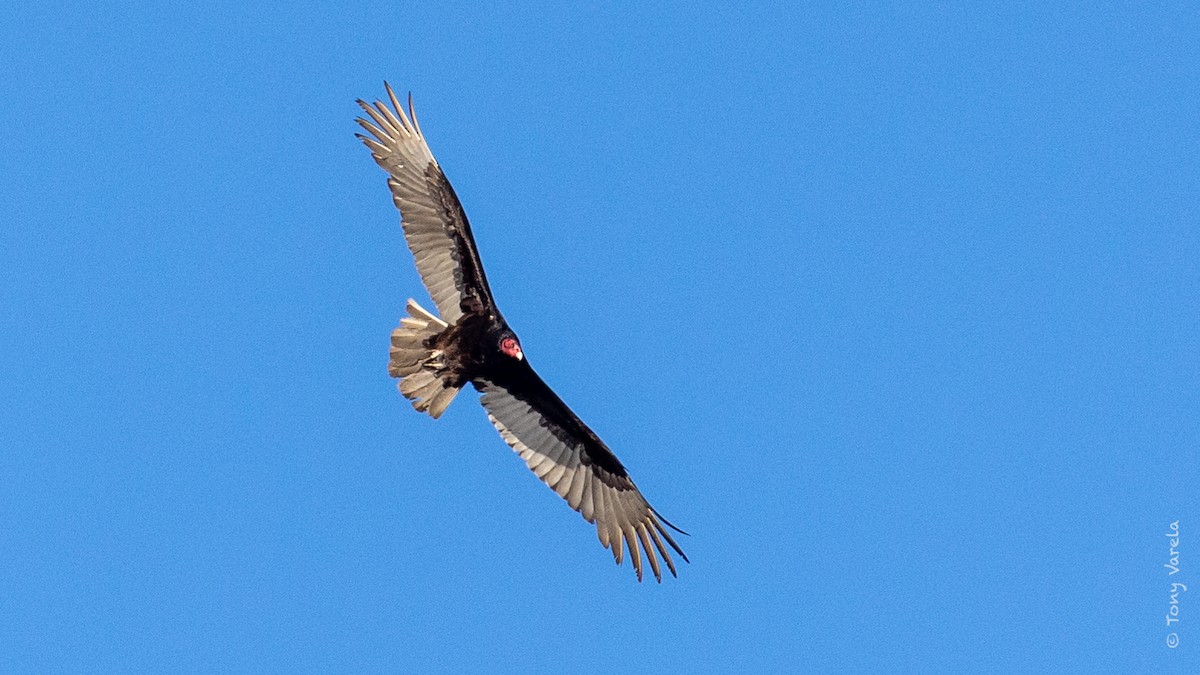 Turkey Vulture - ML324426711