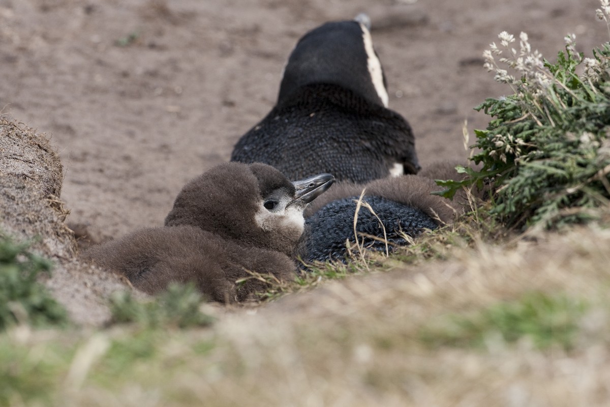 Magellanic Penguin - Brian Sullivan