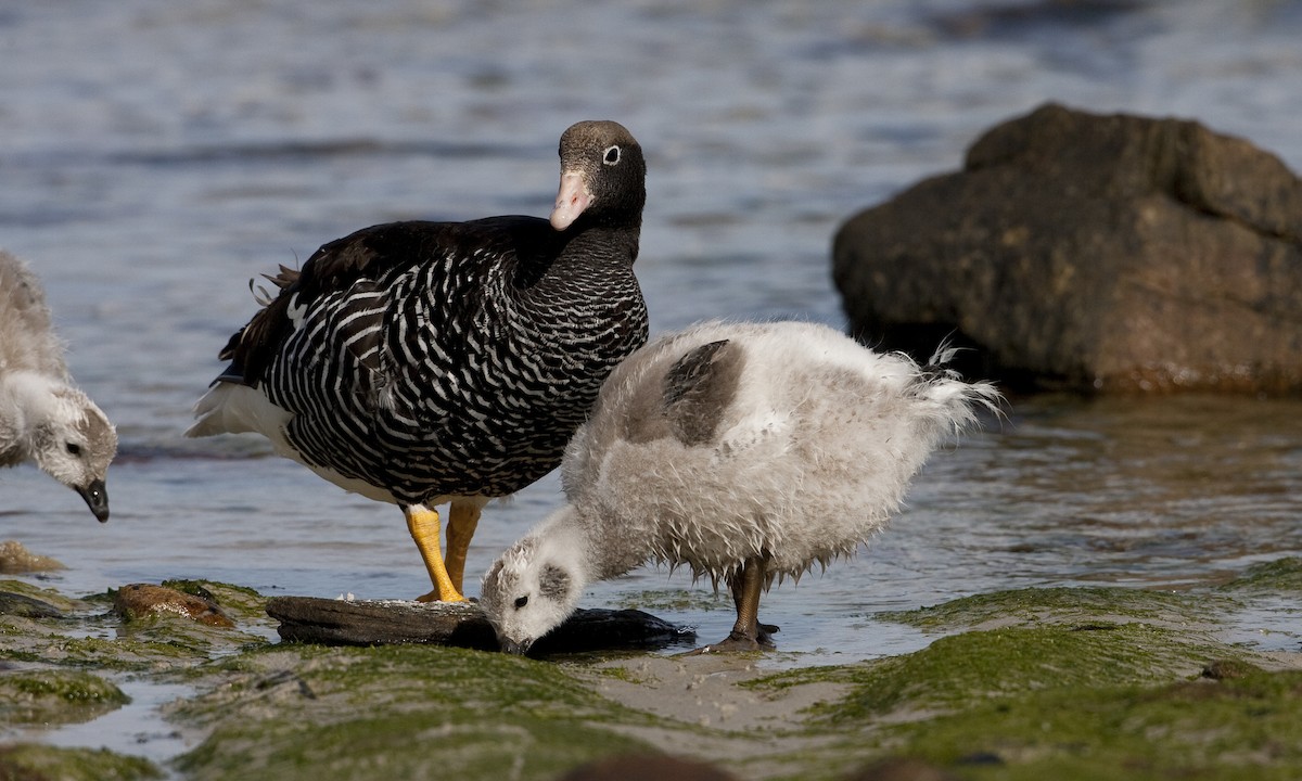 Kelp Goose - ML32442801