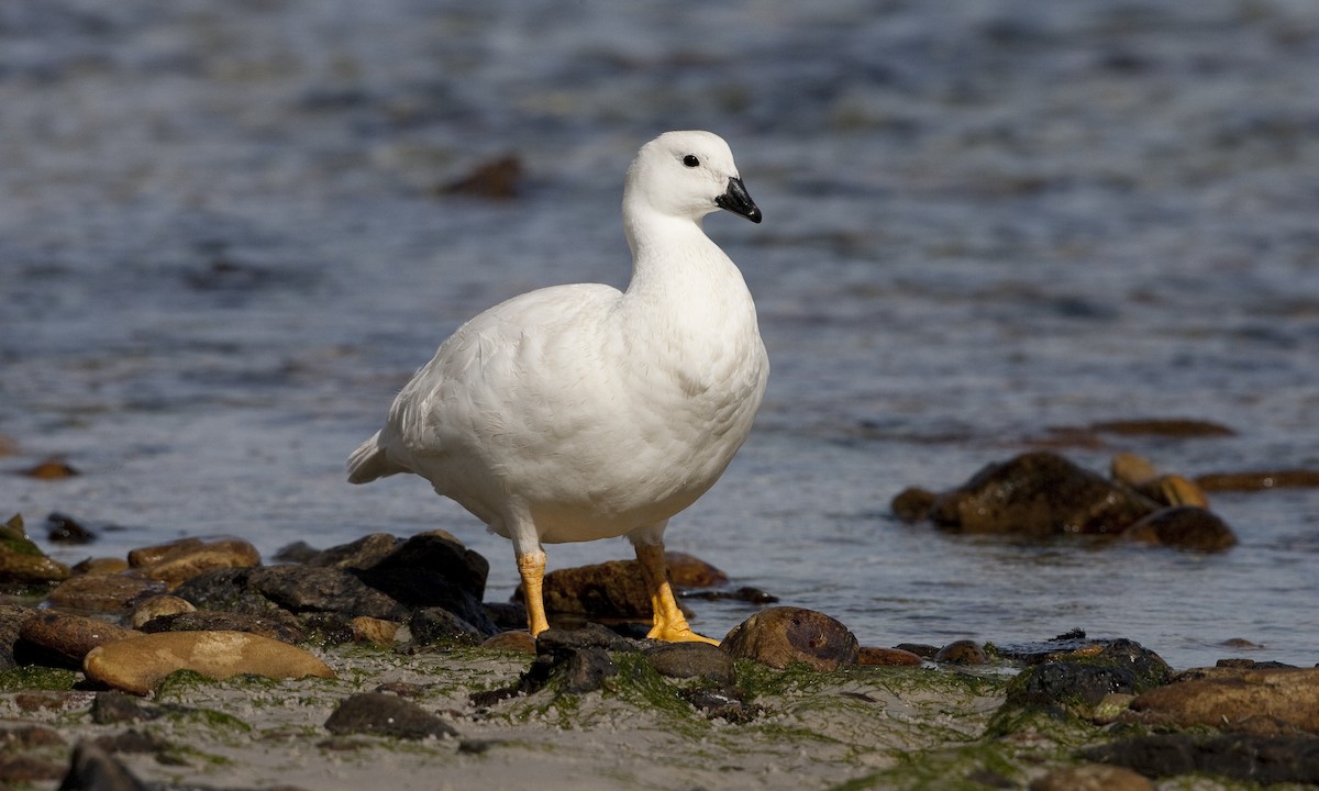 Kelp Goose - ML32442821