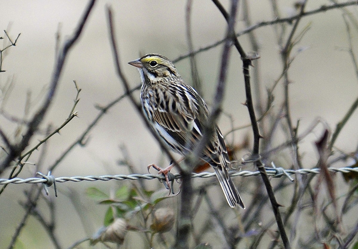 Savannah Sparrow - ML324428441