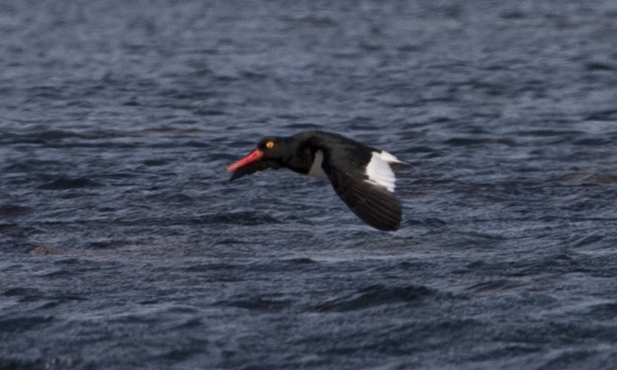 Magellanic Oystercatcher - ML32442851