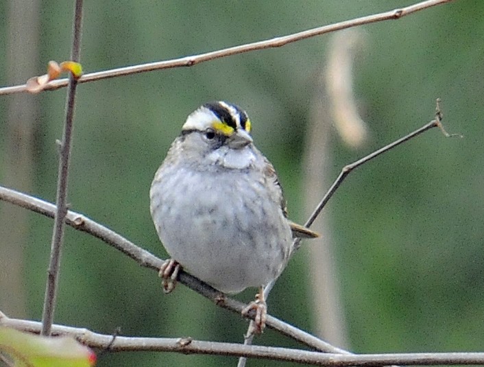 White-throated Sparrow - Elizabeth Hawkins