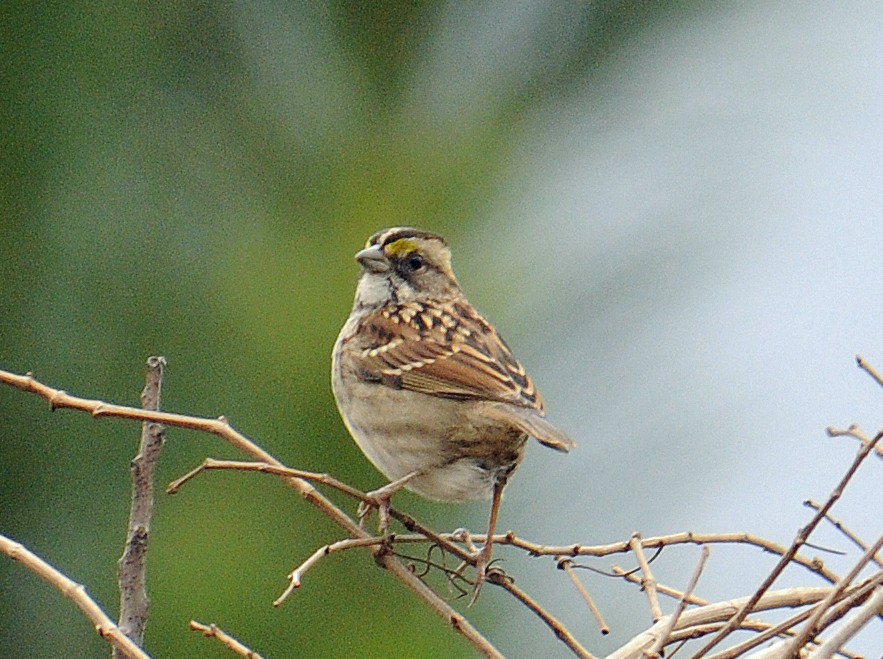 White-throated Sparrow - Elizabeth Hawkins