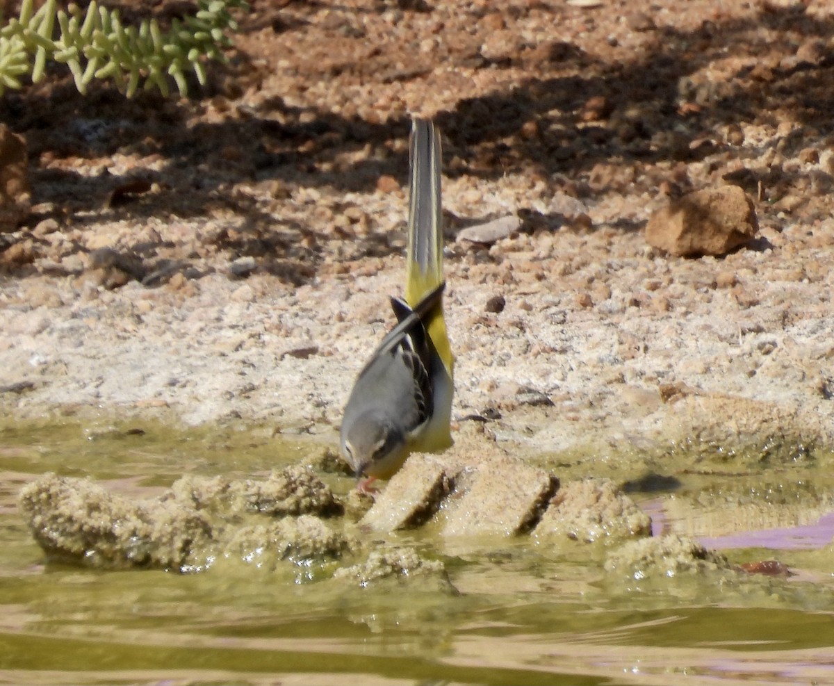 Gray Wagtail - Phyllis Weintraub