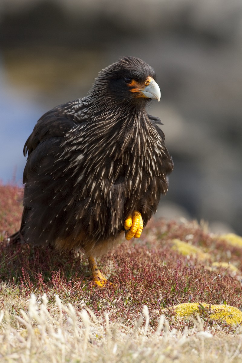 Striated Caracara - ML32442921