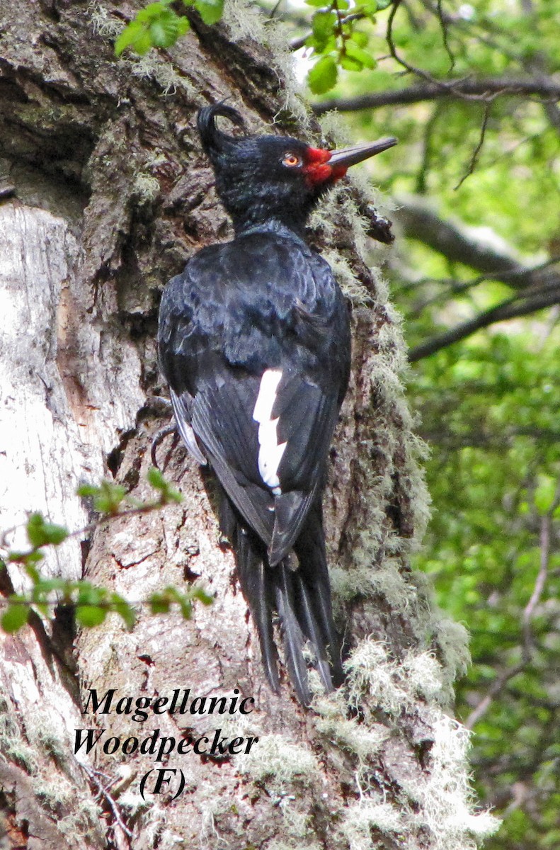 Magellanic Woodpecker - Merrill Lester