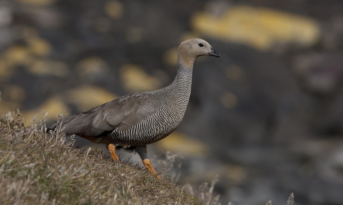 Ruddy-headed Goose - ML32442941