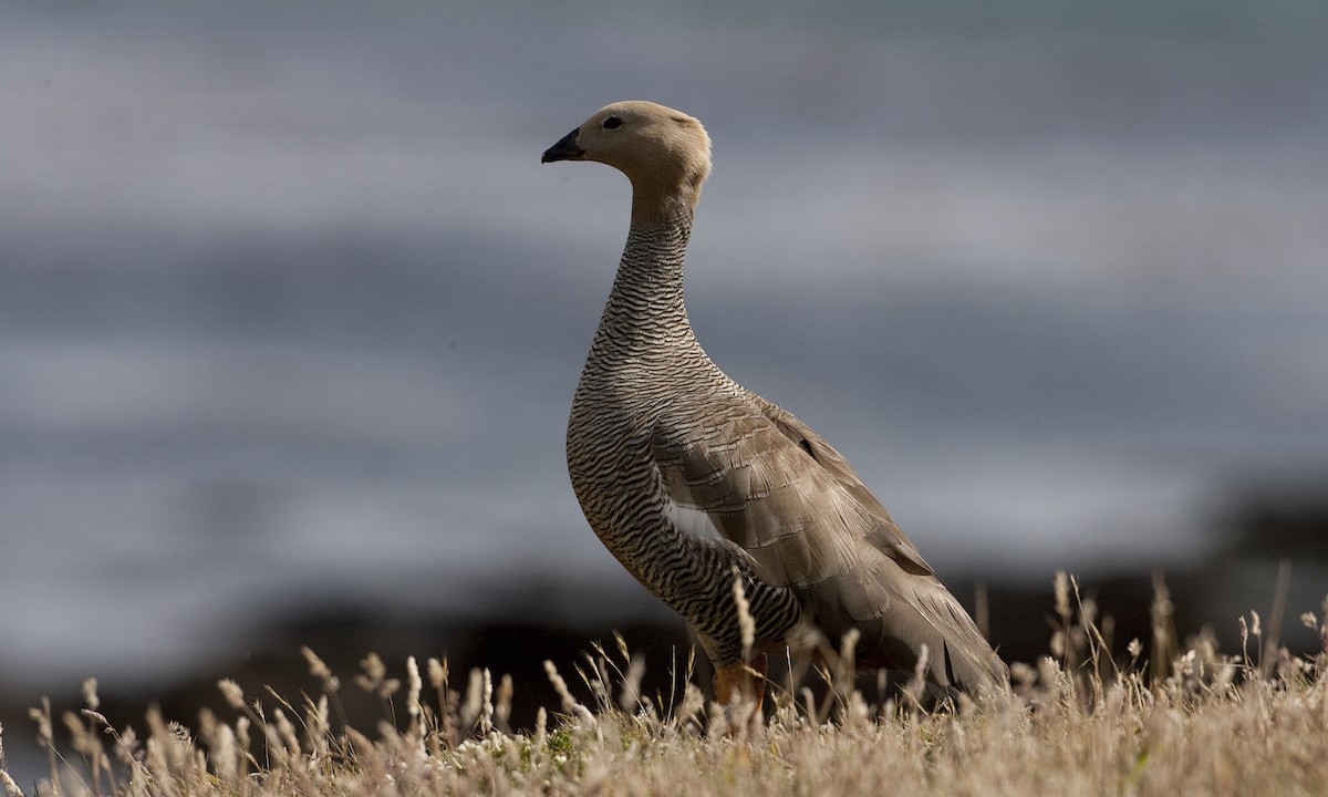 Ruddy-headed Goose - ML32442951