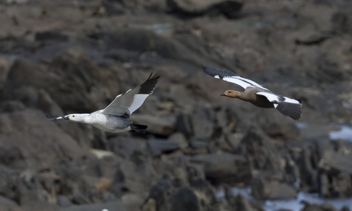 Upland Goose - ML32442971