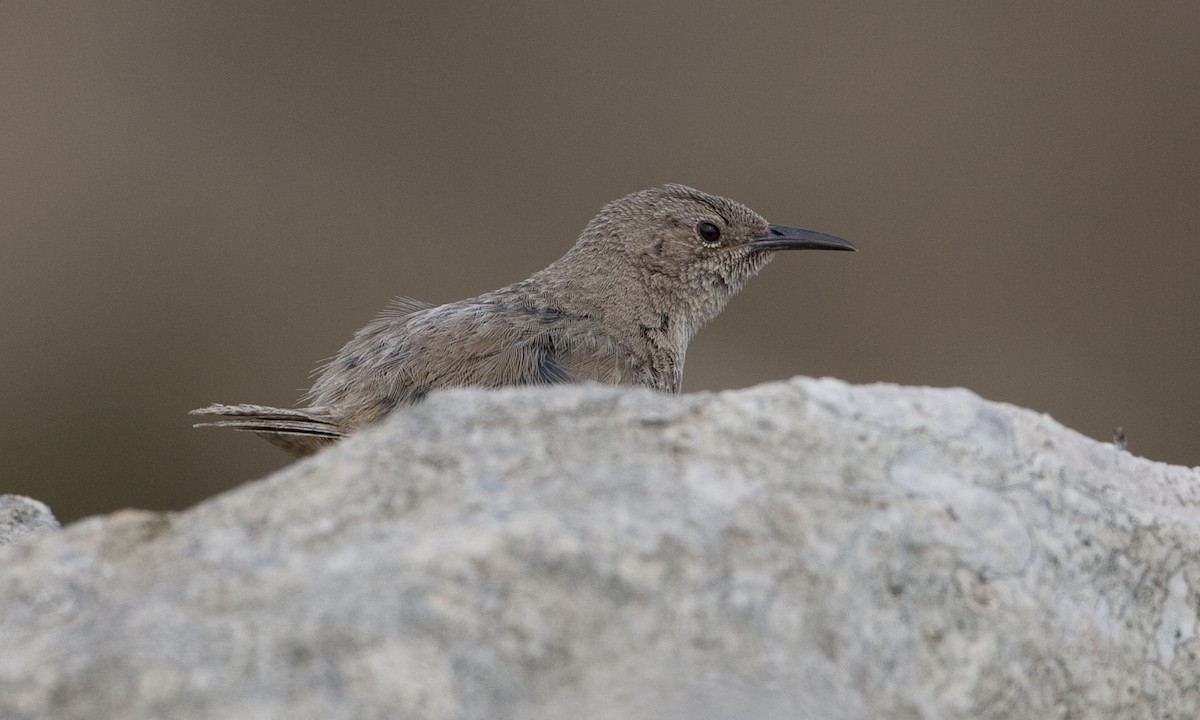 Cobb's Wren - ML32443001