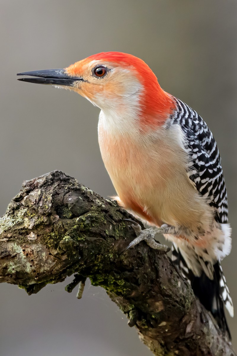 Red-bellied Woodpecker - ML324430981