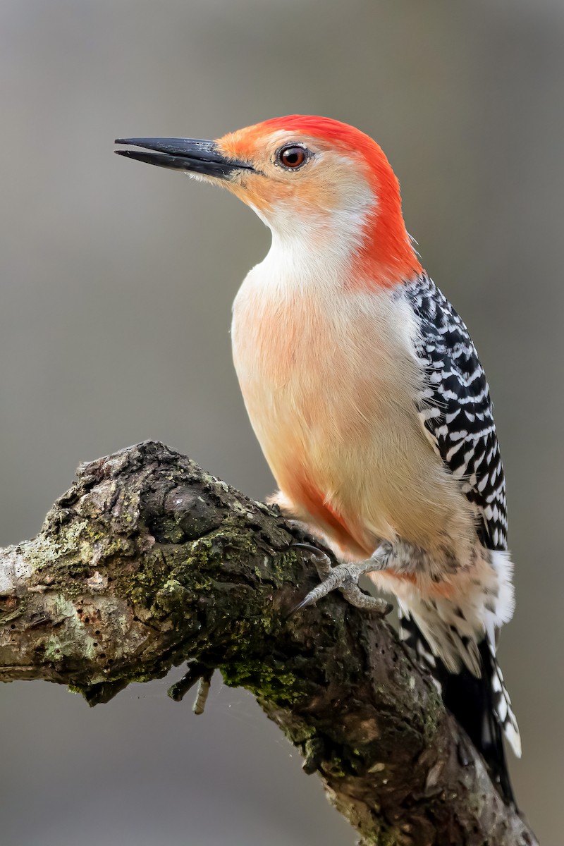 Red-bellied Woodpecker - ML324430991