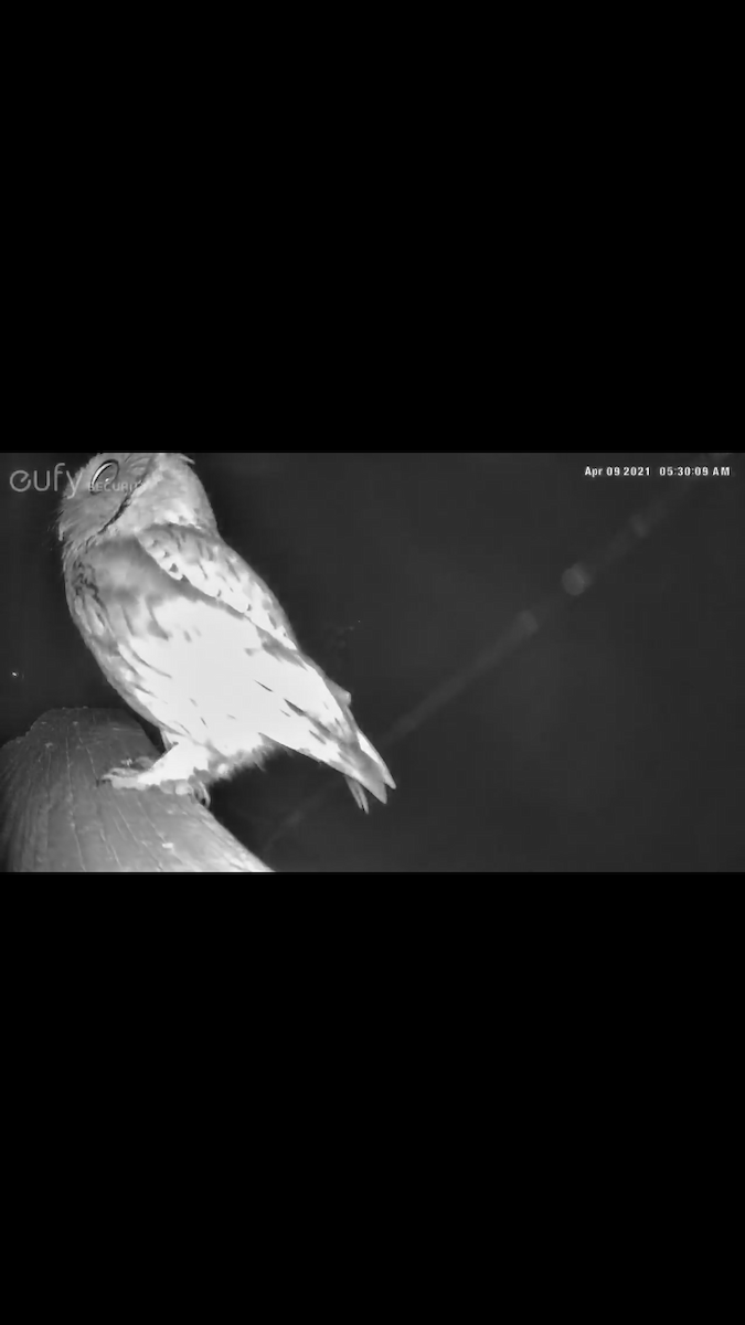 Eastern Screech-Owl - ML324431071