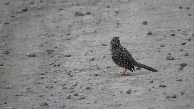 Fasciated Wren - ML324431081