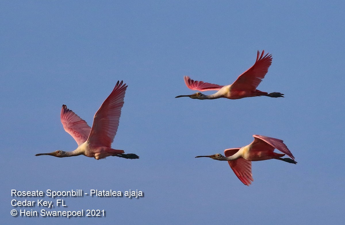 Roseate Spoonbill - Hendrik Swanepoel