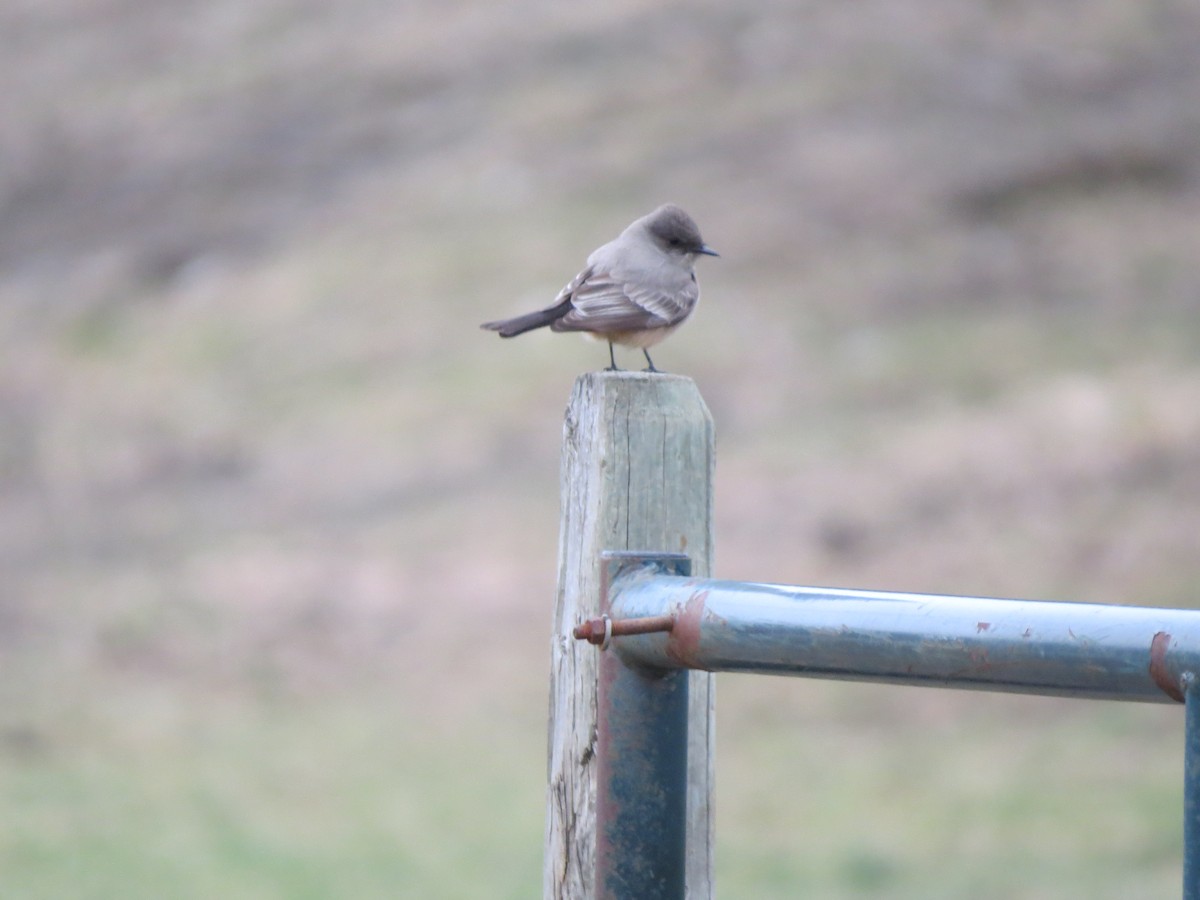 Say's Phoebe - ML324431771