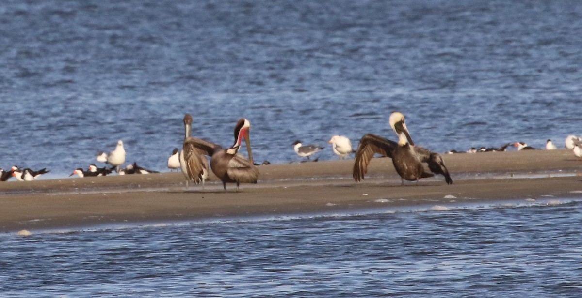 Brown Pelican - Hendrik Swanepoel