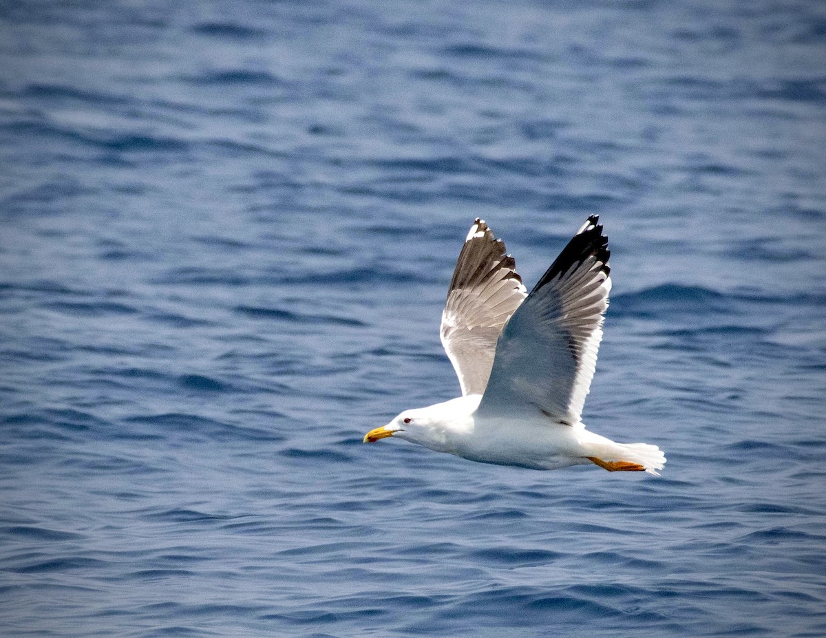 Gaviota Sombría (barabensis) - ML324432091