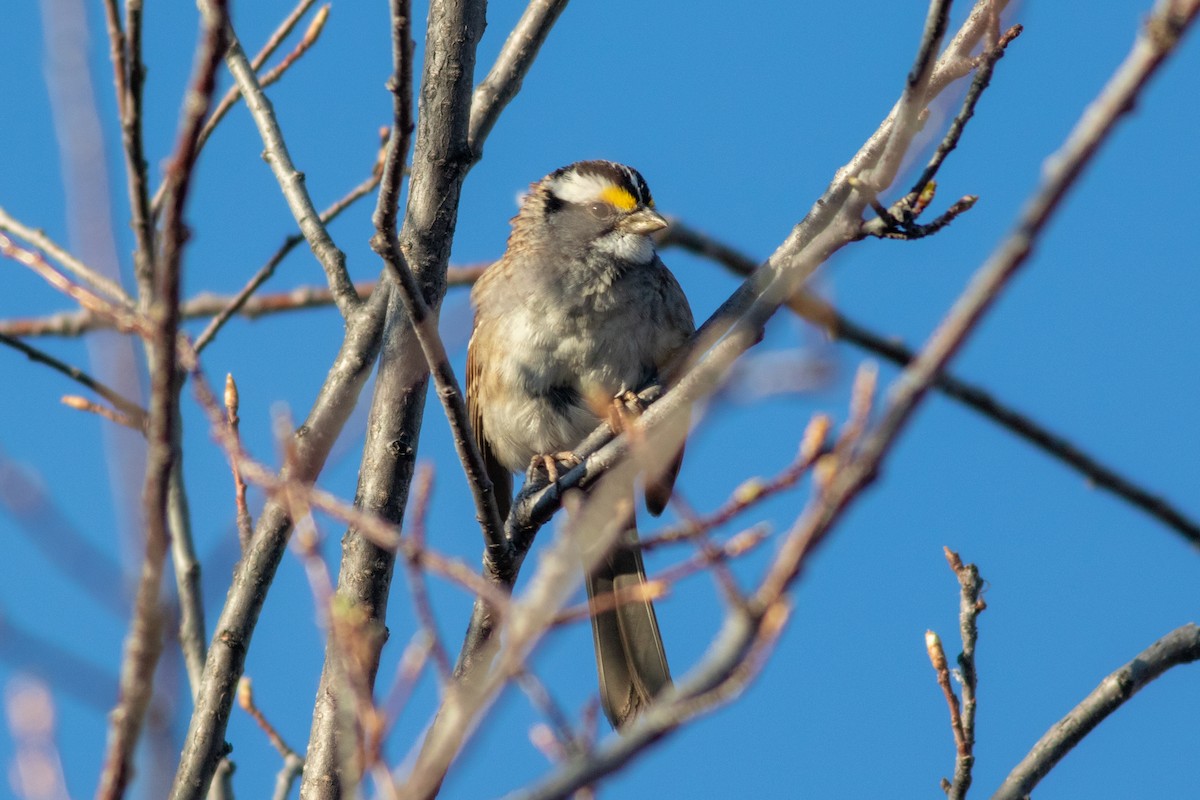 White-throated Sparrow - ML324432851