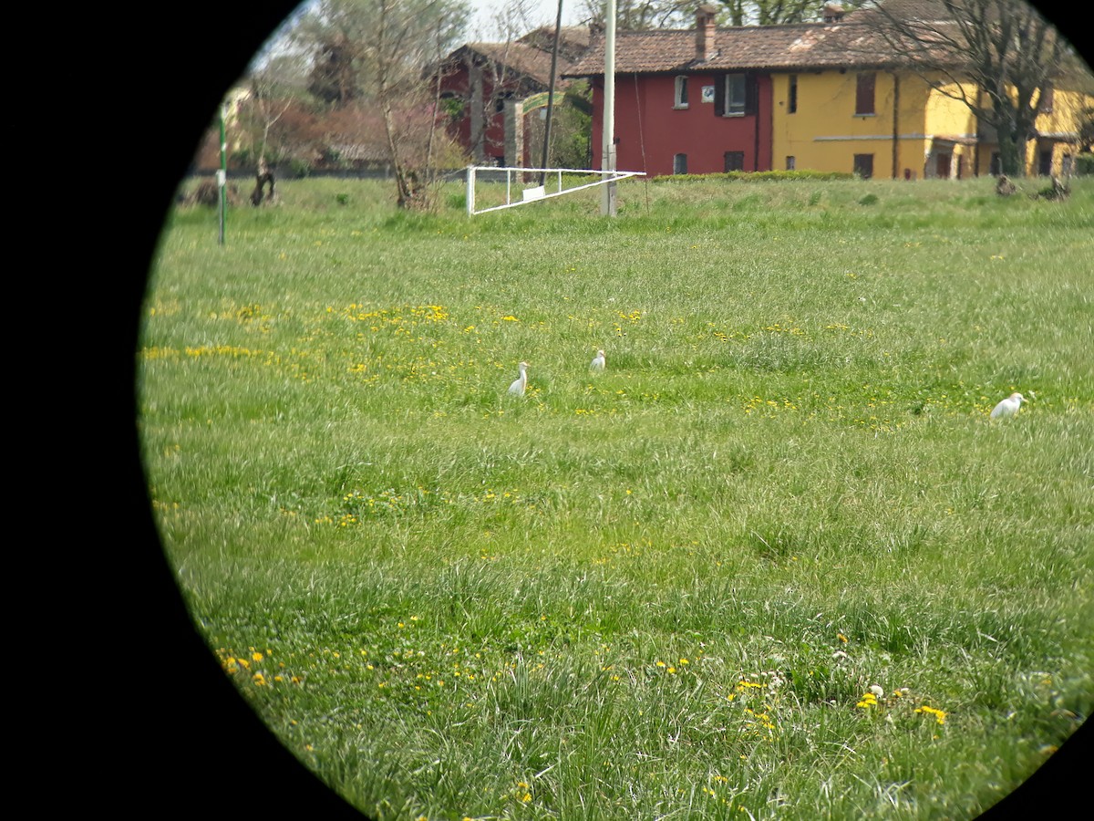 Western Cattle-Egret - ML324432971