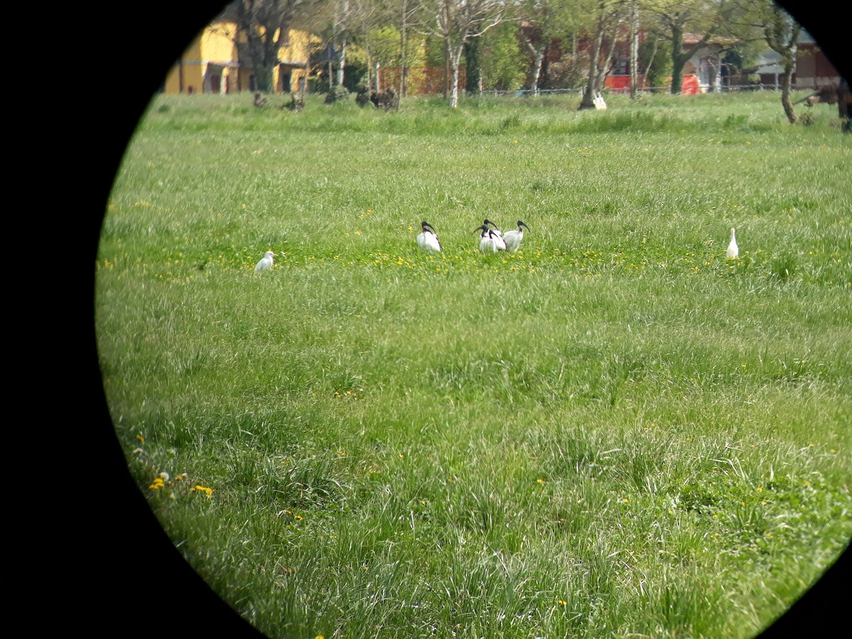 African Sacred Ibis - ML324433021
