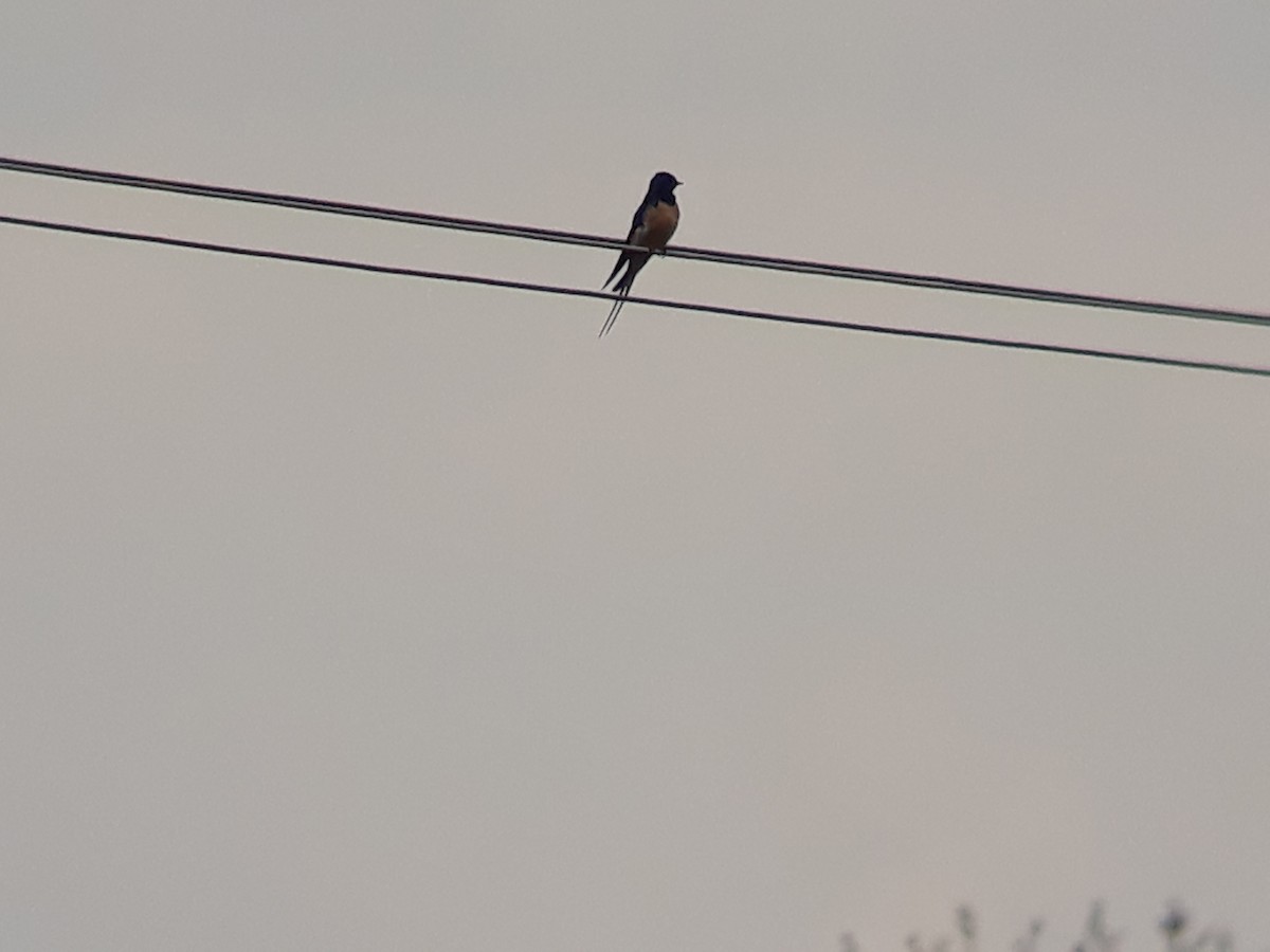 Асрын хараацай - ML324433031