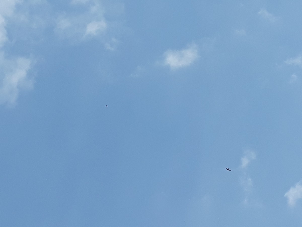 Хурын ураацай - ML324433081