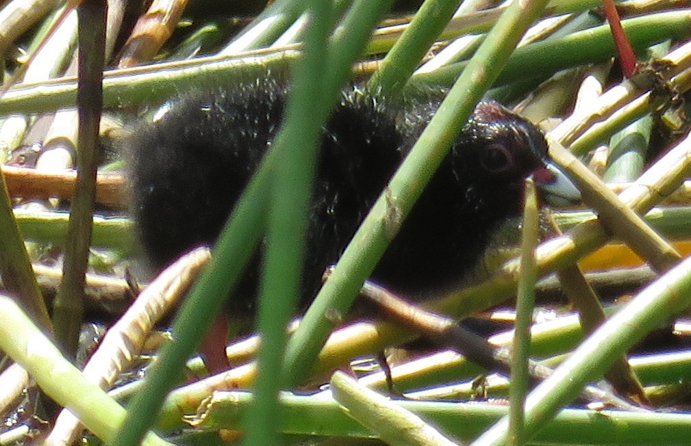 Purple Gallinule - ML324433301