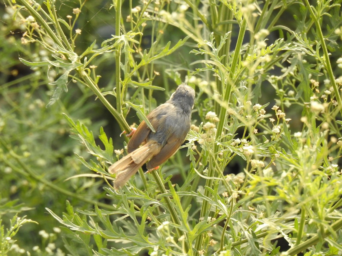 Ashy Prinia - ML324434521