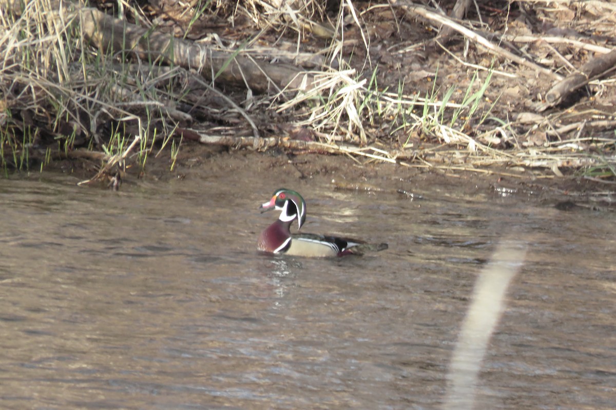 Wood Duck - ML324435561