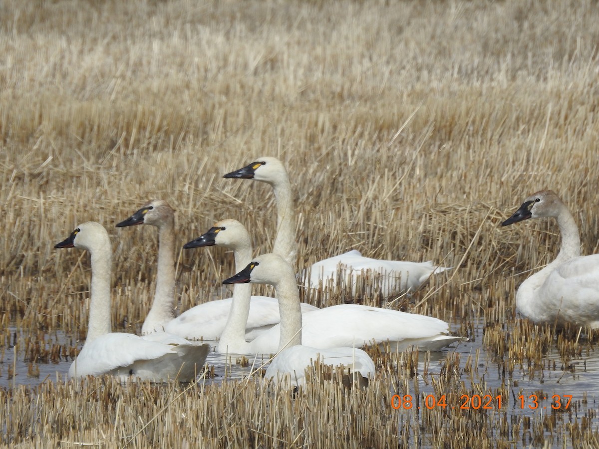 Tundra Swan - ML324436141