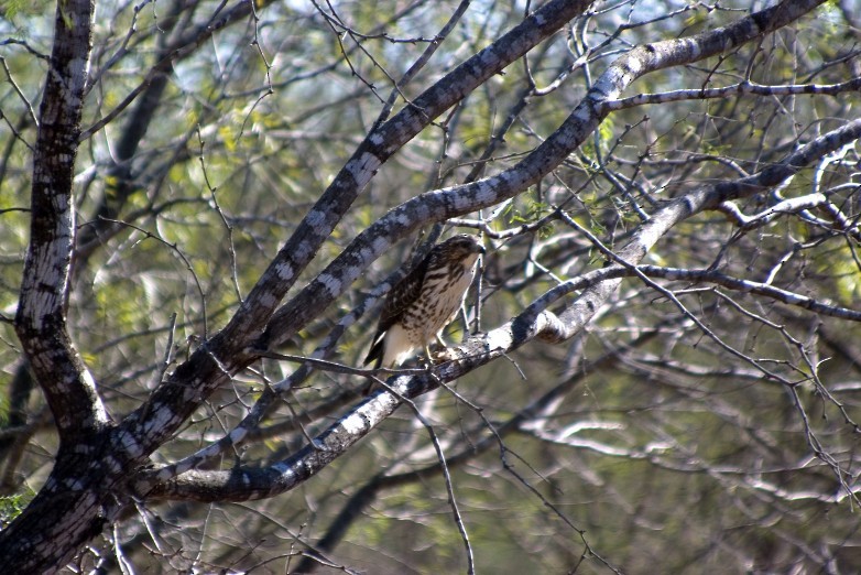 Broad-winged Hawk - ML324436291