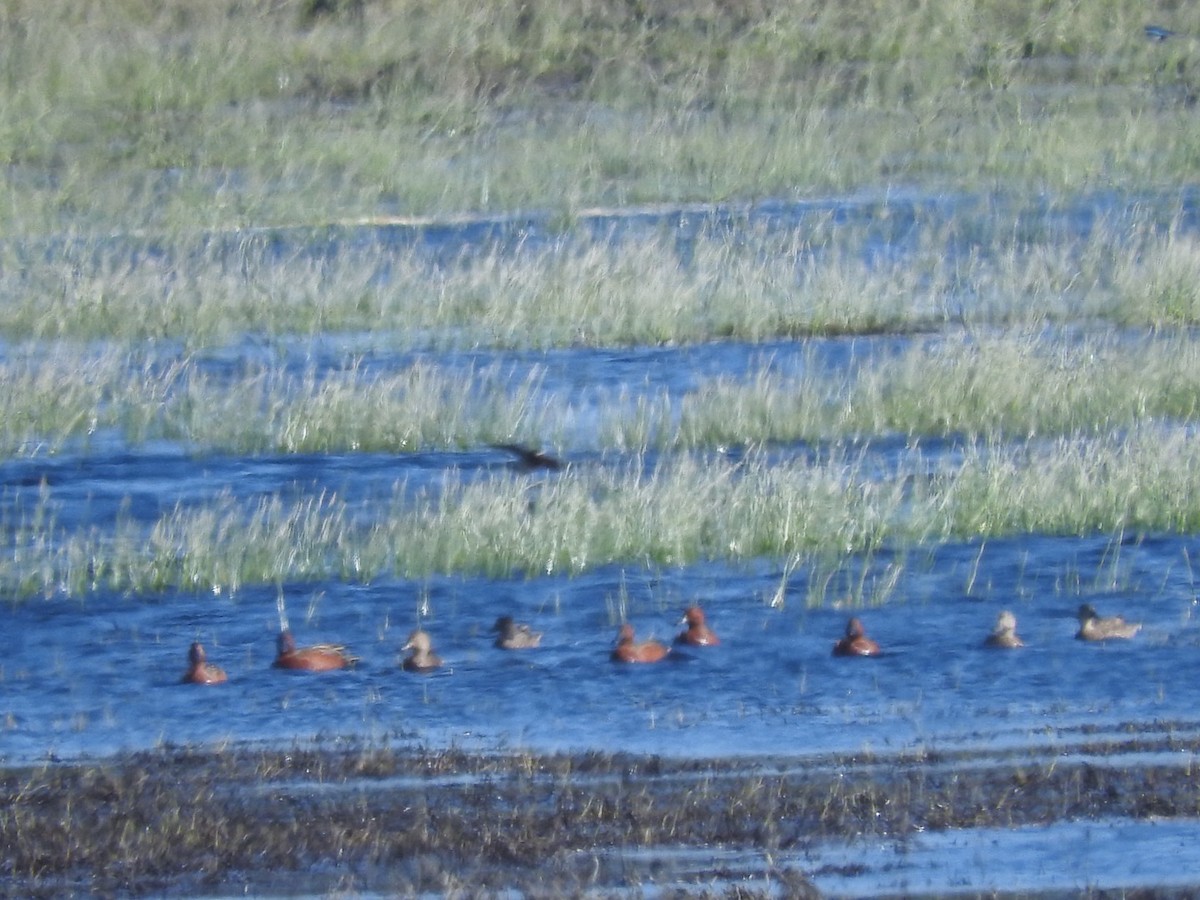 Cinnamon Teal - ML324436901