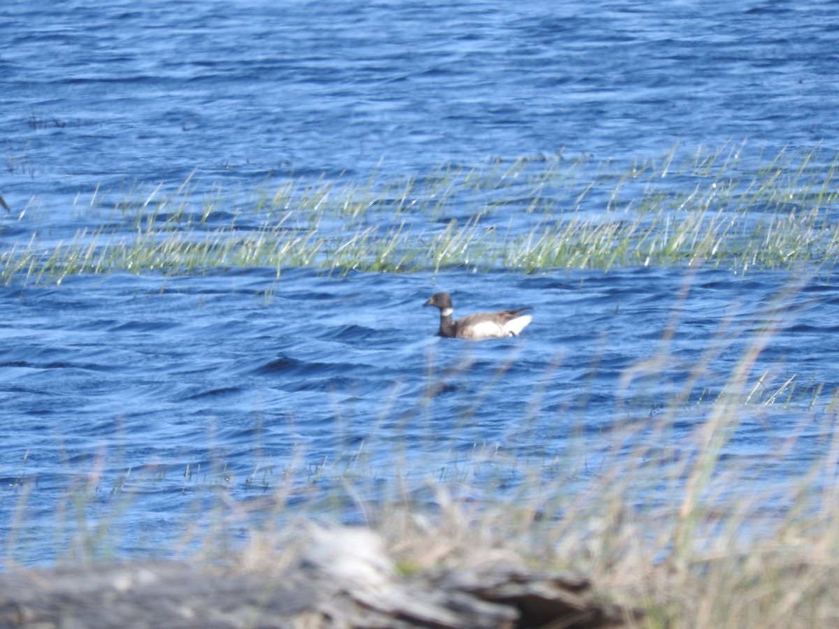 Barnacla Carinegra - ML324437351