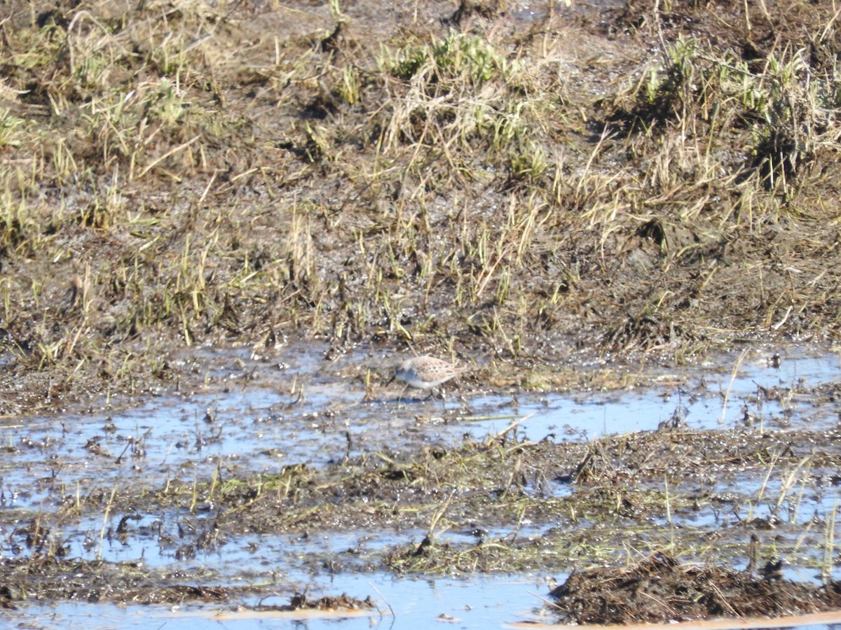 Least Sandpiper - ML324437691