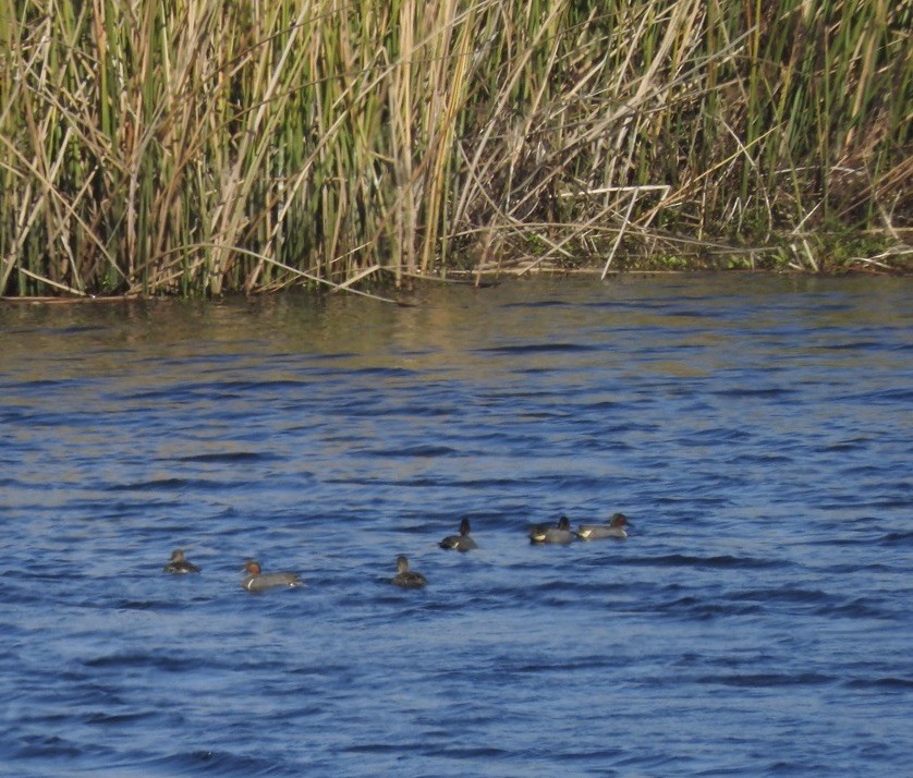 Green-winged Teal - ML324438491