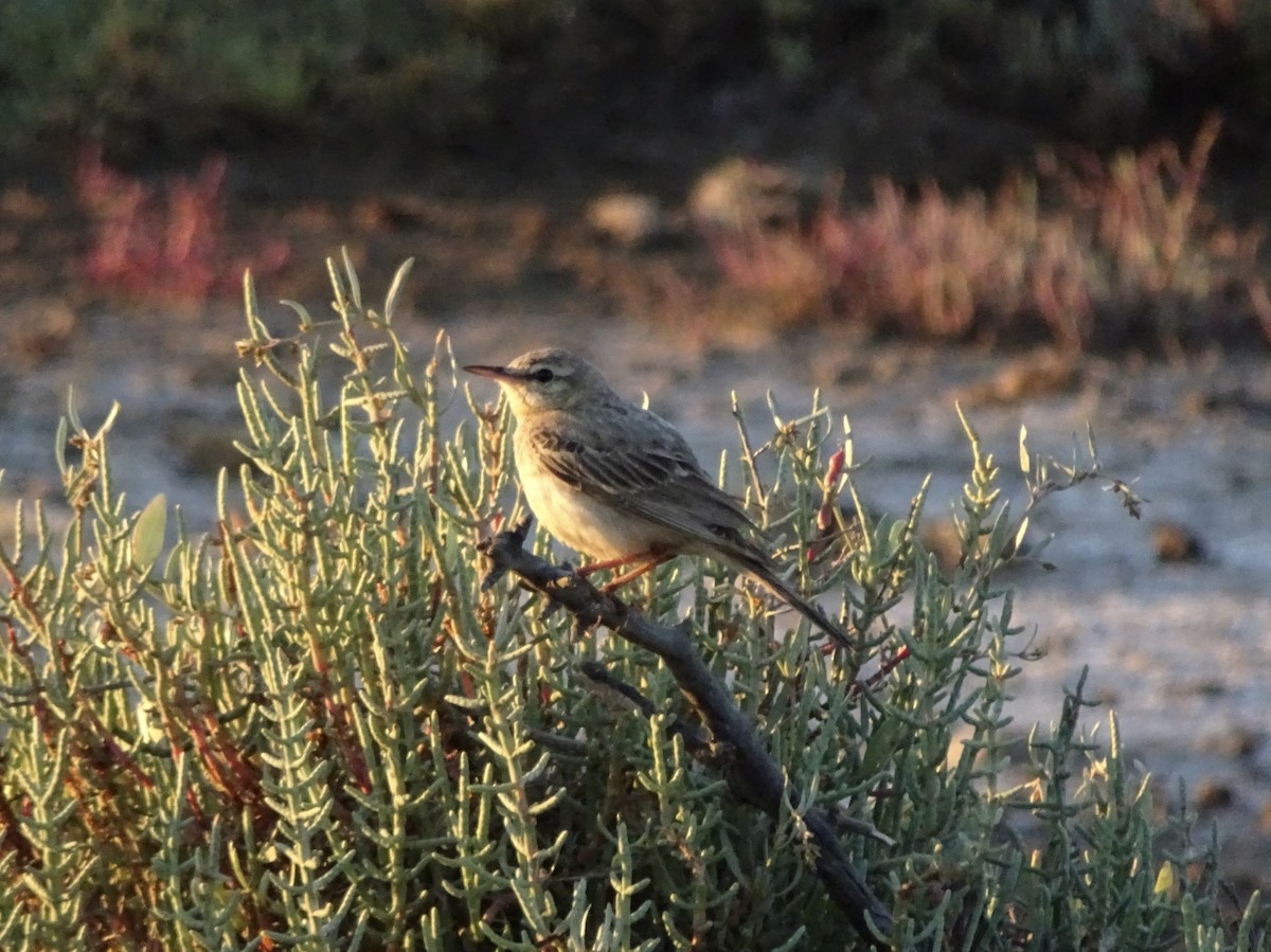 Tawny Pipit - ML324439381